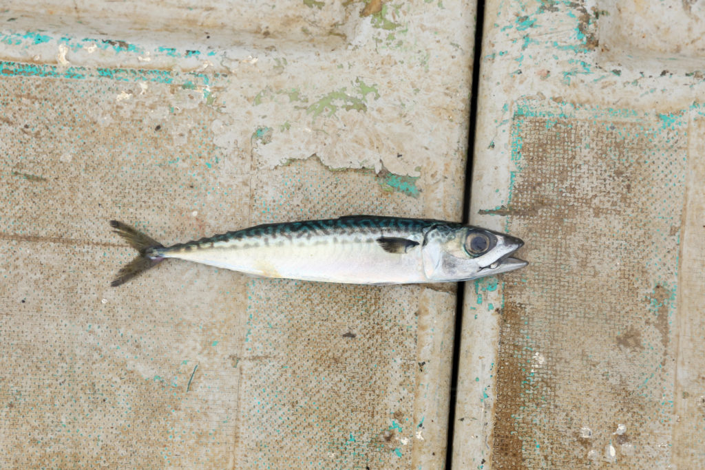 ノルウェーサバは一年中脂がのっているのか 魚が消えていく本当の理由