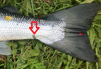 食べたら危険 ノルウェーサーモンの誤解を解いてみた 2 魚が消えていく本当の理由