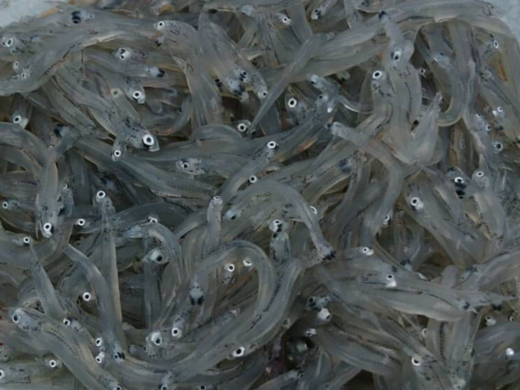 シラス カタクチイワシ 幼魚 アンチョビー イカナゴ 漁獲量の推移 魚が消えていく本当の理由