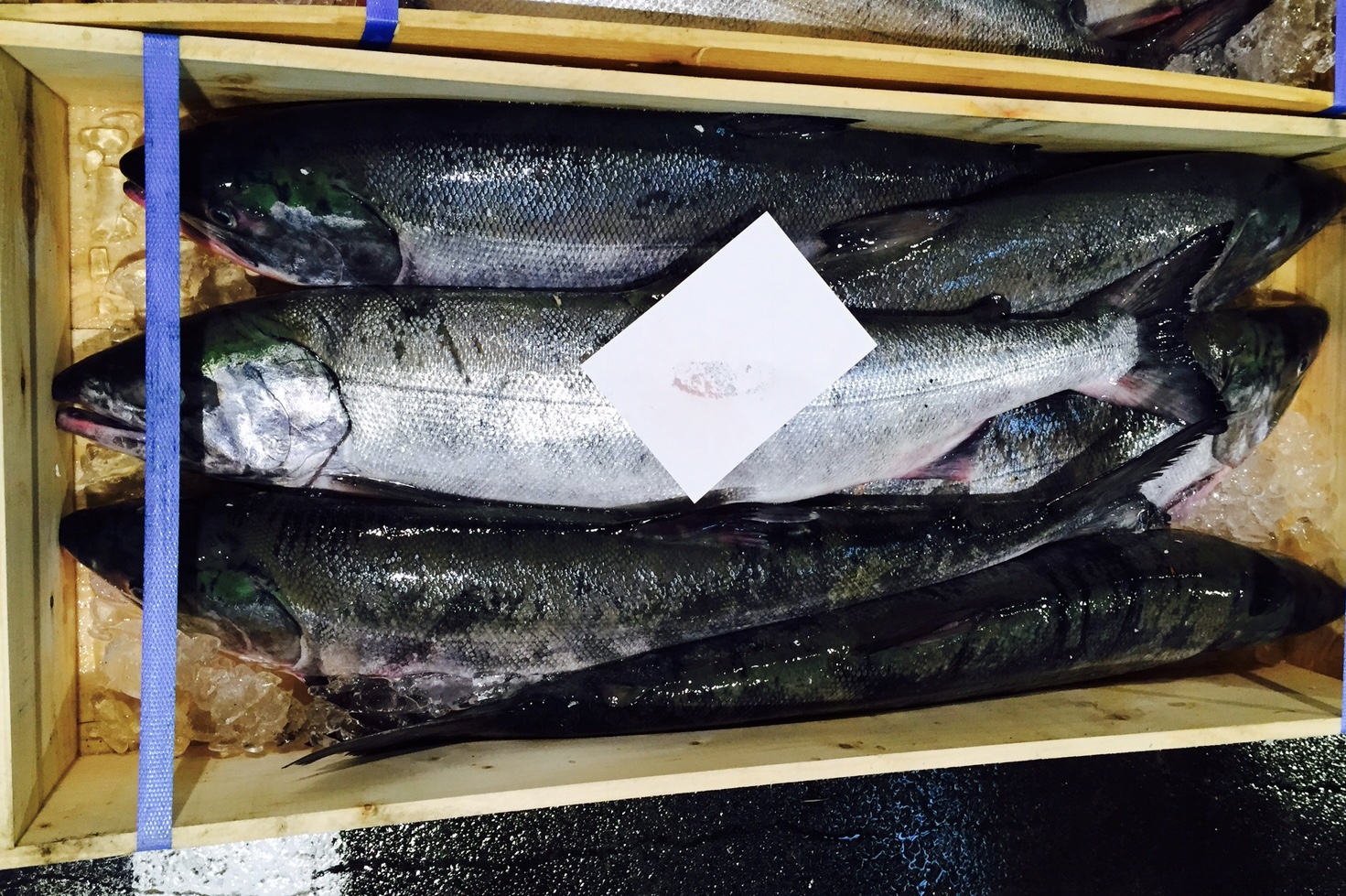 なぜ日本のサケだけが歴史的不漁なのか？ - 魚が消えていく本当