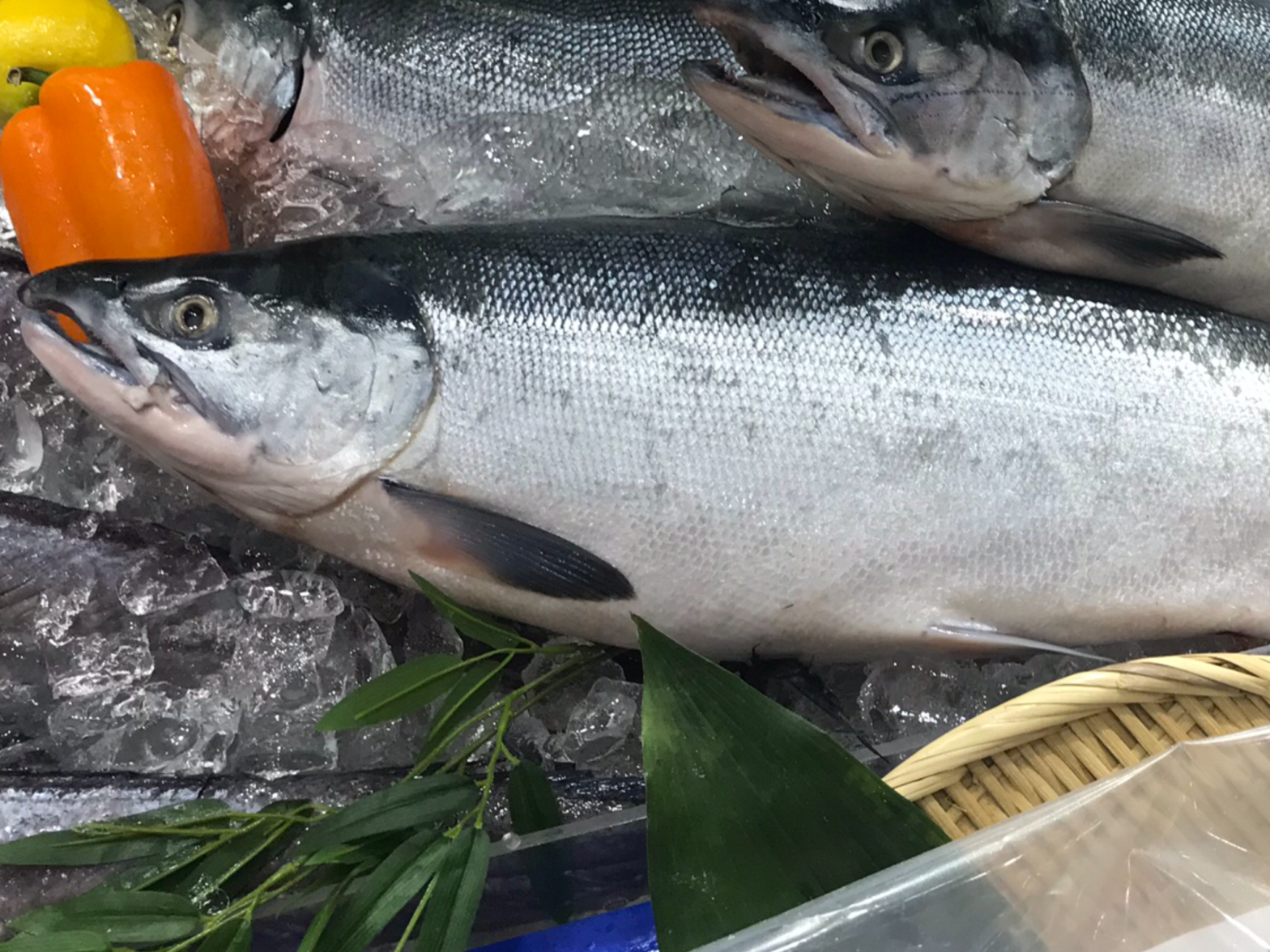 なぜ日本のサケだけが歴史的不漁なのか? – 魚が消えていく本当の理由