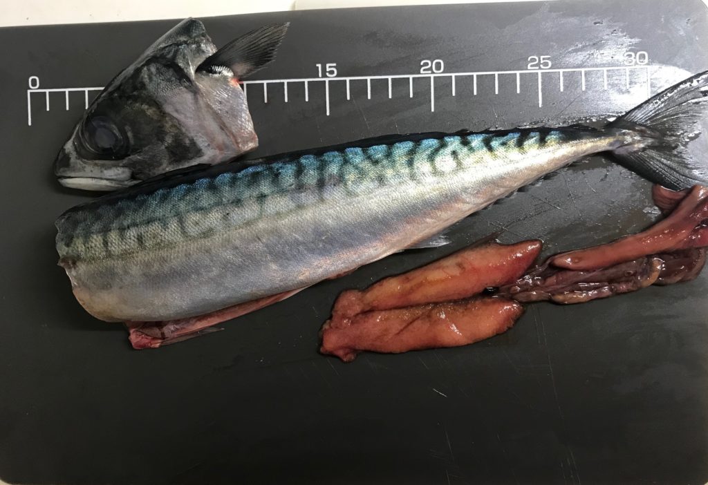 魚の脂肪分 脂がのった魚 ノルウェーサバ 魚が消えていく本当の理由