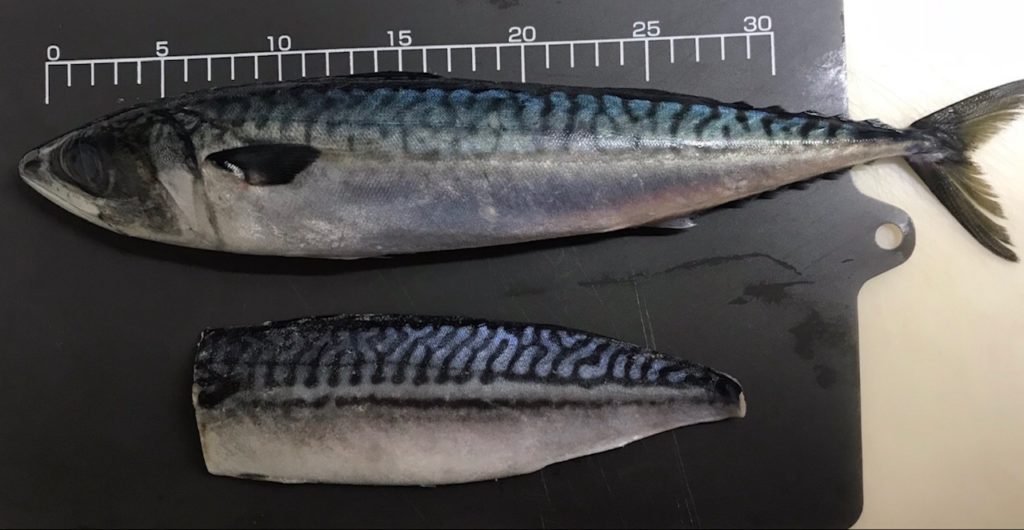 魚の脂肪分 脂がのった魚 ノルウェーサバ 魚が消えていく本当の理由