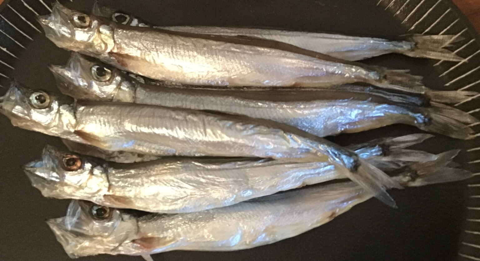 シシャモ資源が大復活! でもそれは北欧の話のわけ - 魚が消えていく本当の理由